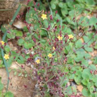 Hypericum japonicum Thunb.